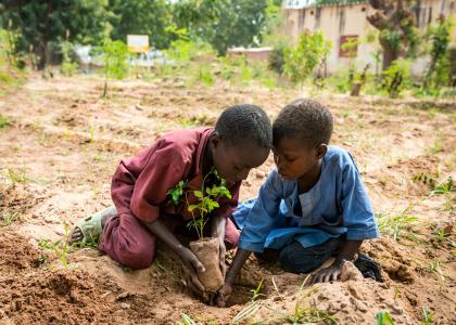 Planting Tree